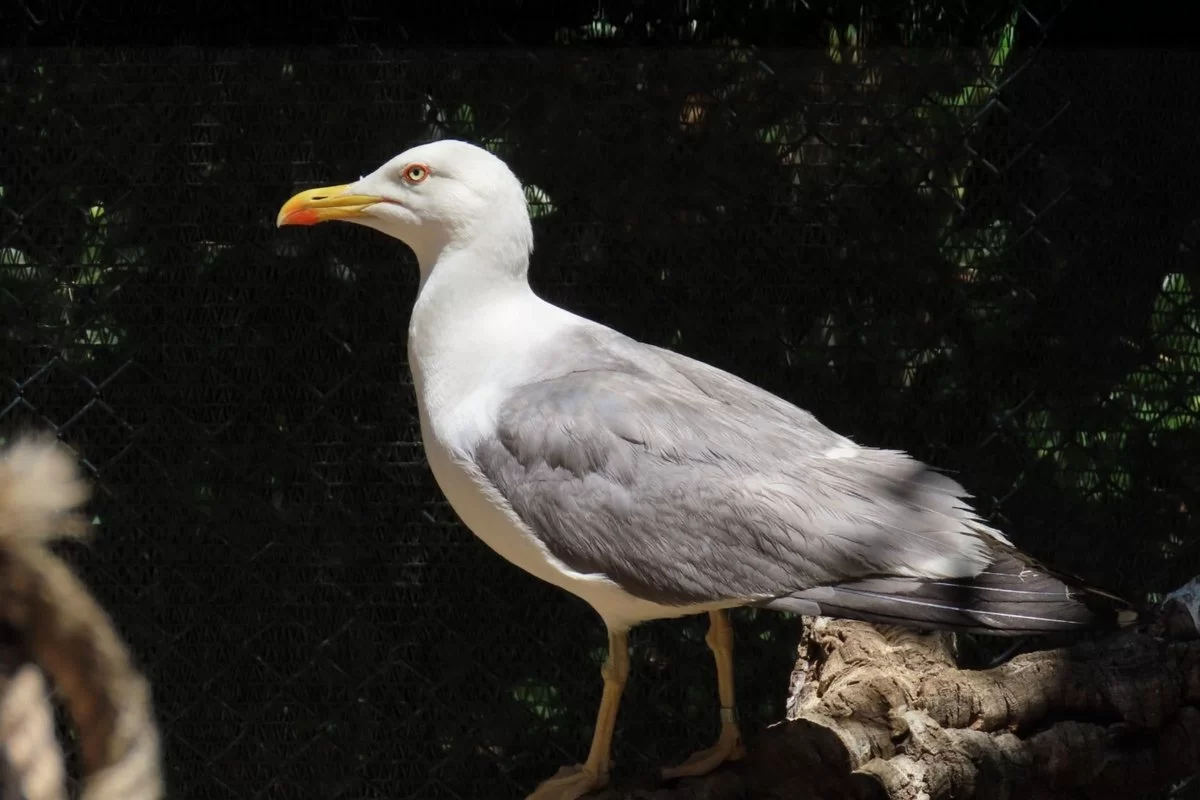 gaivota