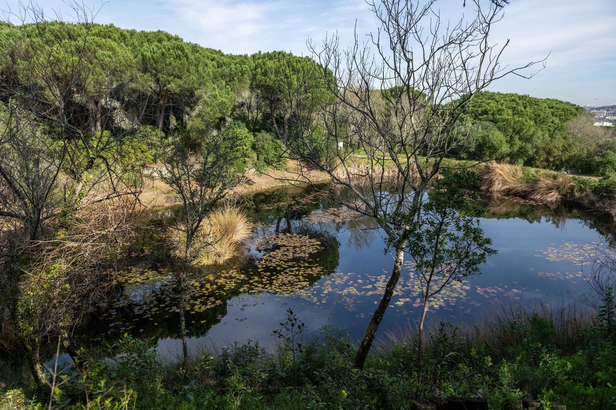 Parque Florestal de Monsanto