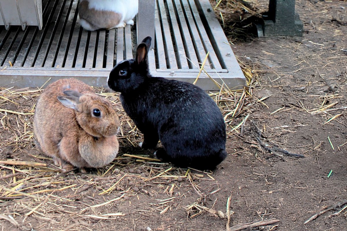 2 coelhos