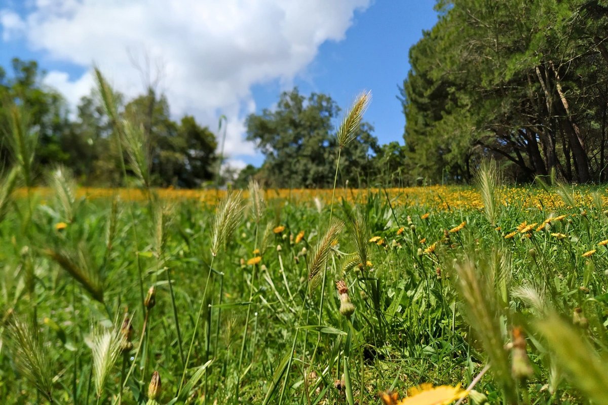 paisagem verde em Monsanto
