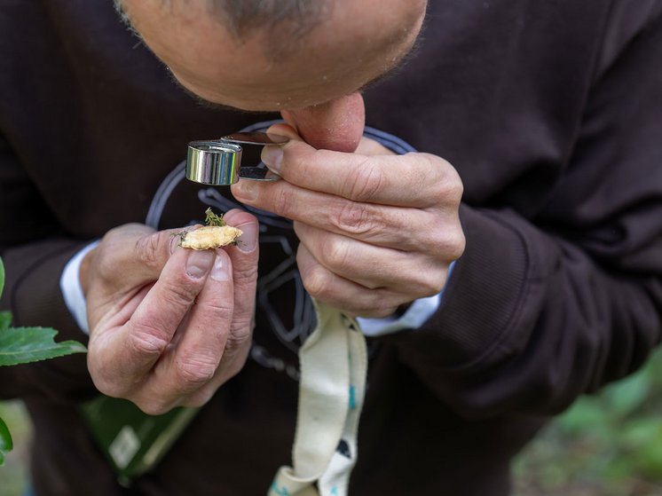 Observação do cogumelo com lente