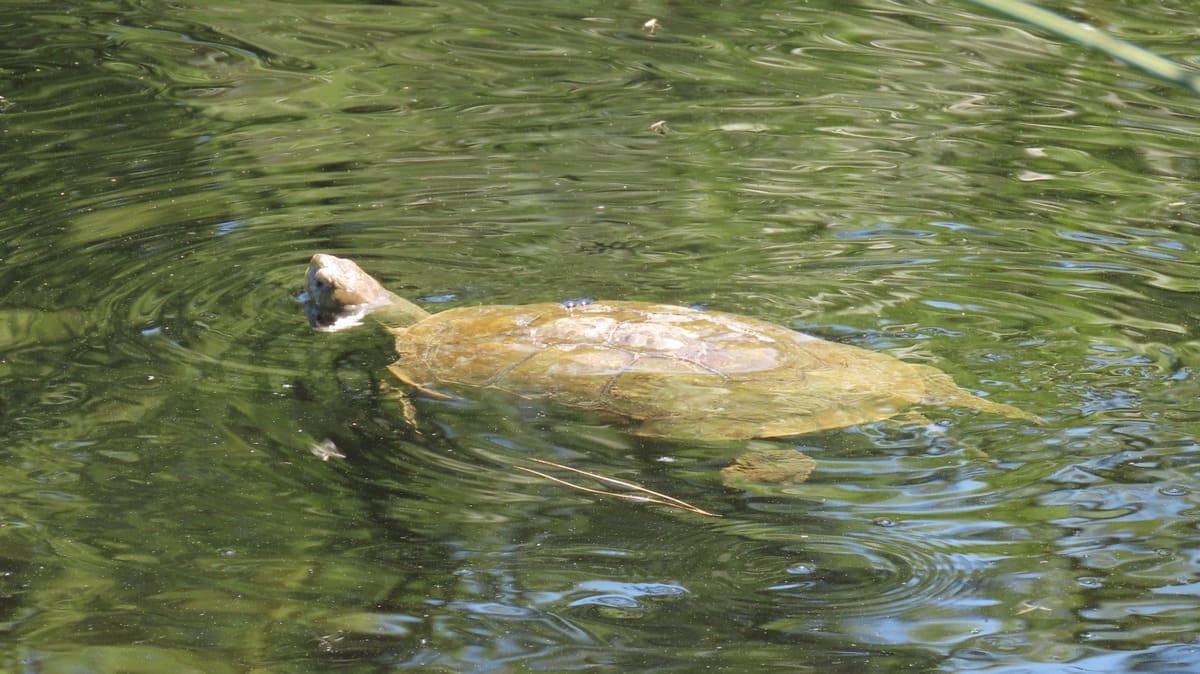  São répteis que podem ser encontrados numa grande variedade de zonas húmidas, como charcos, pauis, represas, albufeiras, ribeiras e rios. 