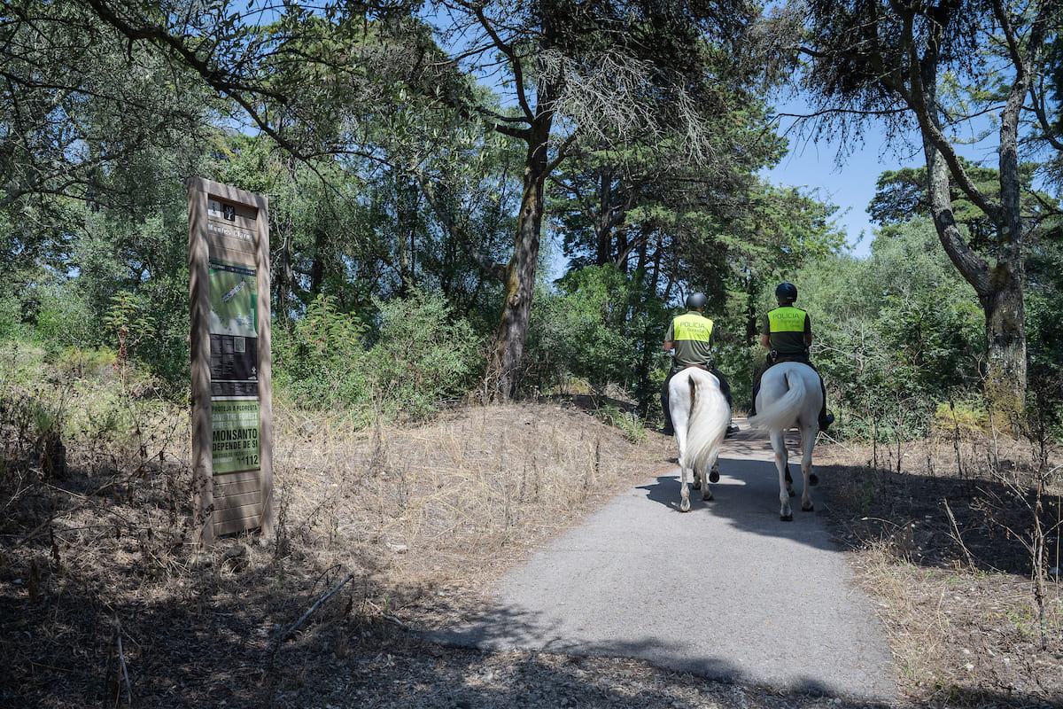 Parque Florestal de Monsanto