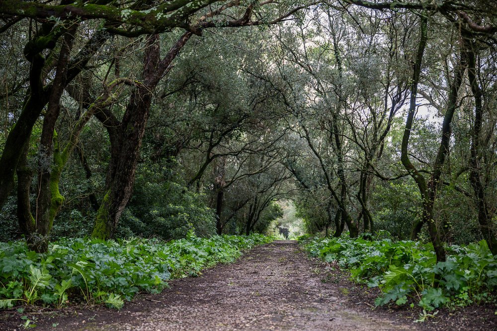 Parques e jardins municipais reabrem a 10 de fevereiro