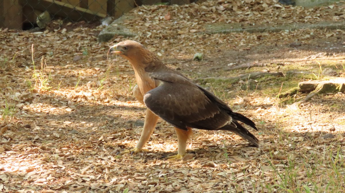 Águia de Bonelli