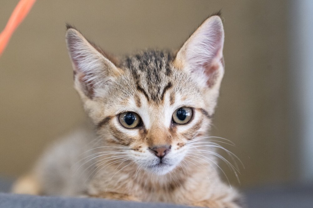 Lisboa lança campanha para incentivar denúncia de maus-tratos a animais