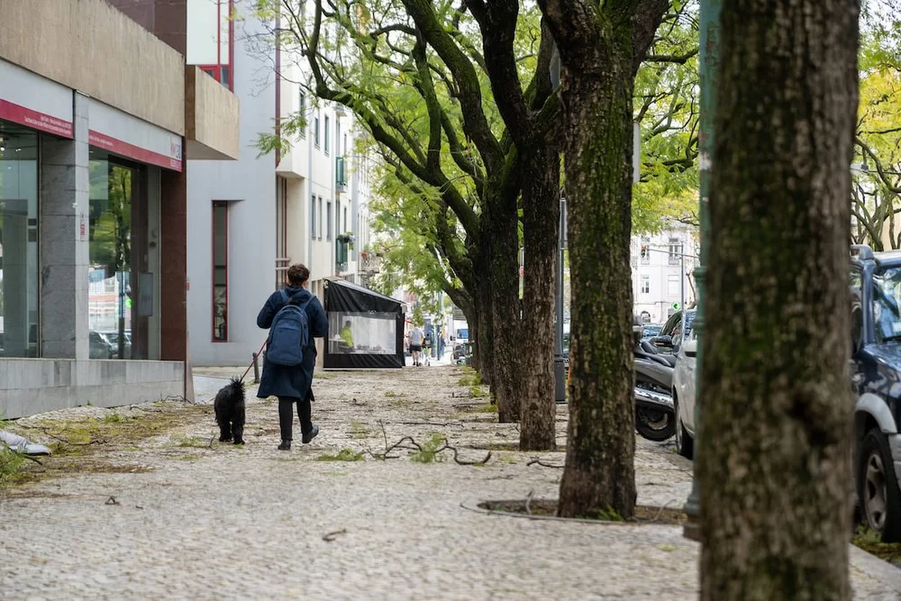 O vento poderá provocar queda de árvores ou ramos