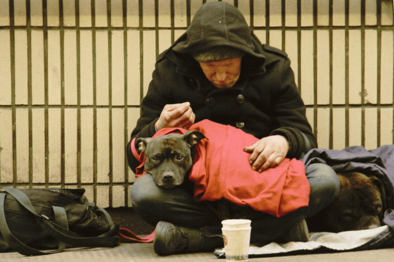 No Money, But Love" campaign fights animal exploitation in begging