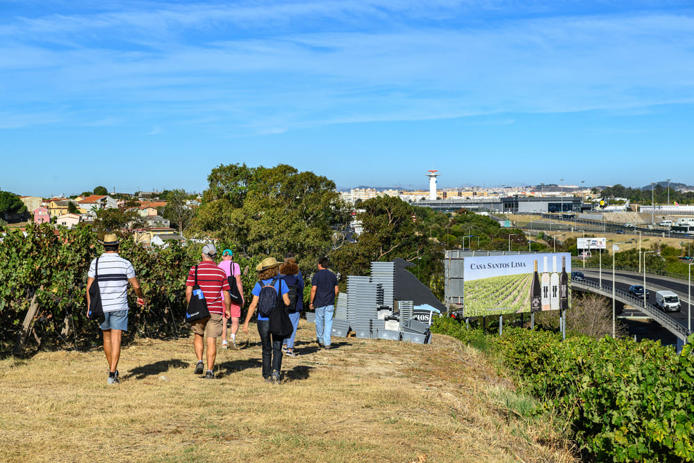 A vindima decorreu no Parque Vinícola de Lisboa, junto ao Aeroporto de Lisboa