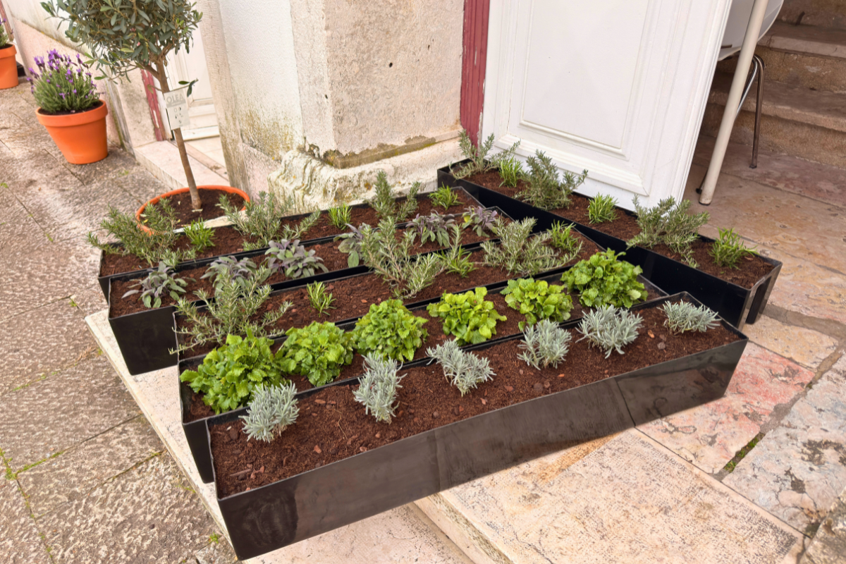 A Biblioteca dos Coruchéus recebeu uma intervenção verde na fachada, com a colocação de plantas aromáticas como alecrim, lavanda, erva-cidreira, camomila, sálvia, alfazema e oliveiras