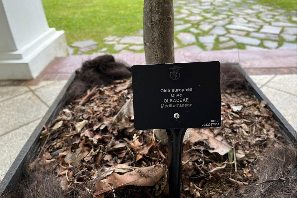 Oliveira doada pela Câmara de Lisboa - Botanical Gardens de Singapura