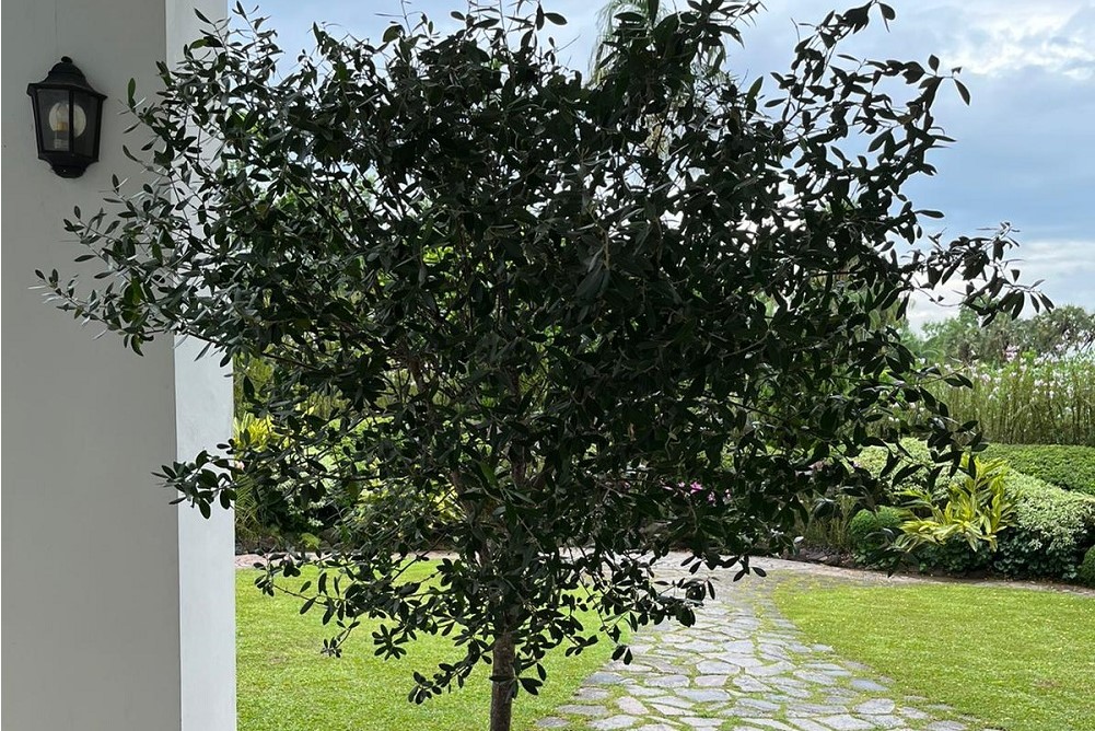 Oliveira doada pela Câmara de Lisboa - Botanical Gardens de Singapura