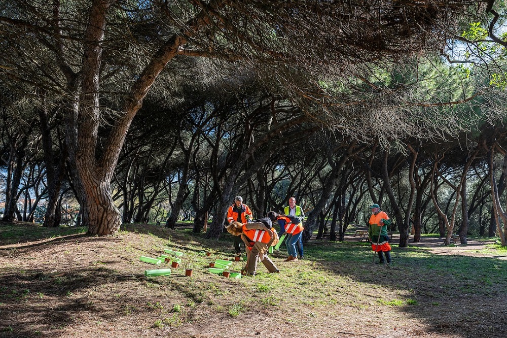 Mais 300 árvores foram plantadas no Parque José Gomes Ferreira por 150 voluntários