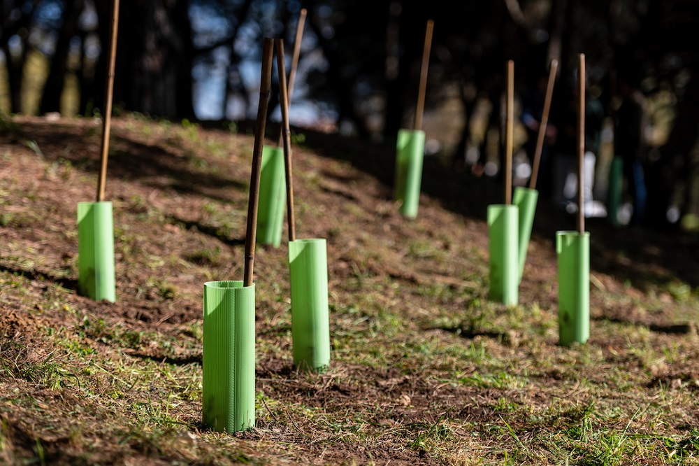 Mais 300 árvores foram plantadas no Parque José Gomes Ferreira por 150 voluntários