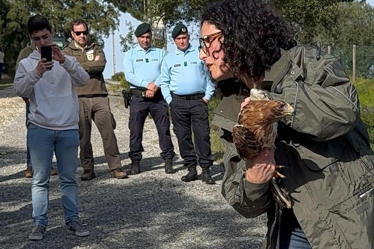 A Águia-Calçada foi reabilitada no LxCRAS e libertada na zona de Cabeção, no Alentejo