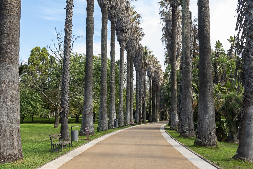 Jardim Botânico Tropical reabre ao público após obras de requalificação