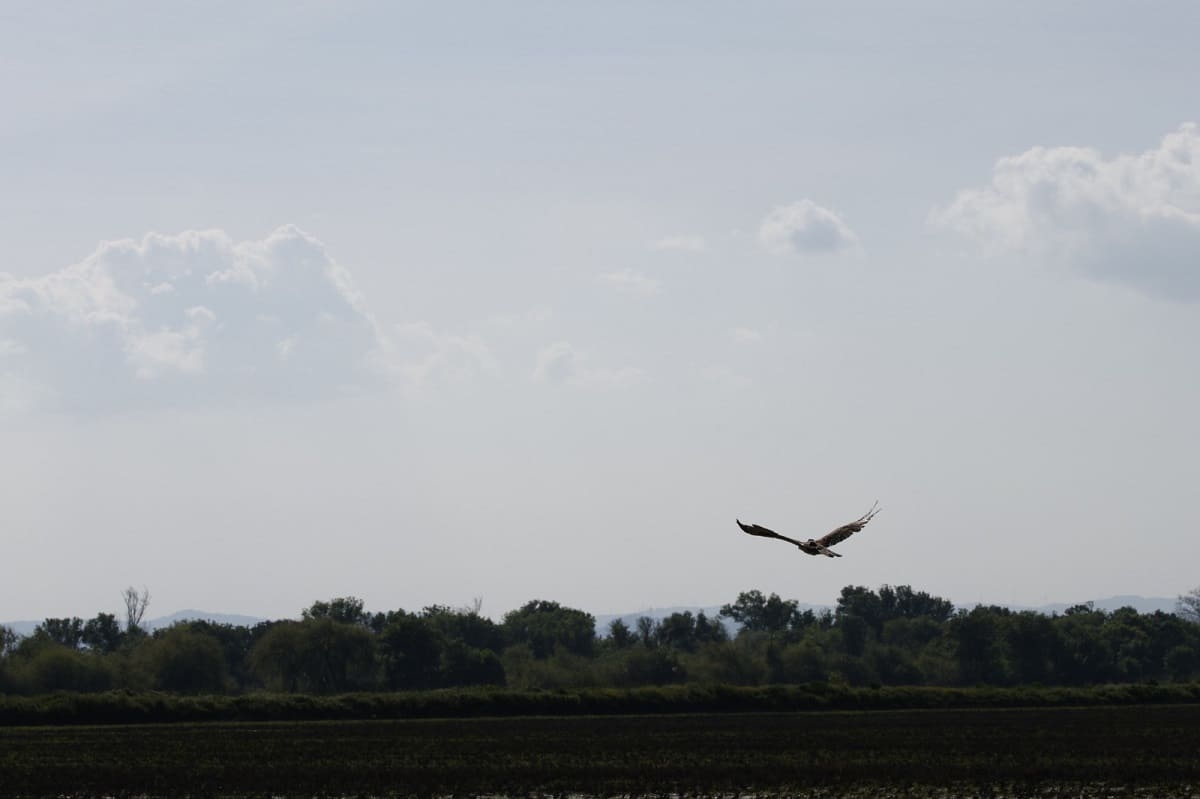Um emissor GPS vai permitir o acompanhamento remoto na readaptação à vida selvagem © Rita Ferreira – SPEA