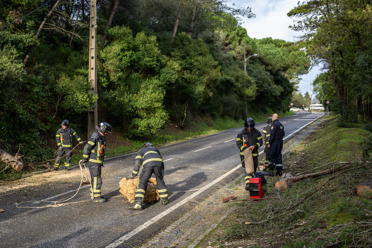 O mau tempo em Lisboa, com a passagem da Depressão Leonardo, provocou a queda de 56 árvores
