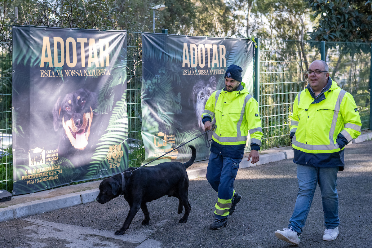 A Casa dos Animais de Lisboa promove a captura e tratamento de animais