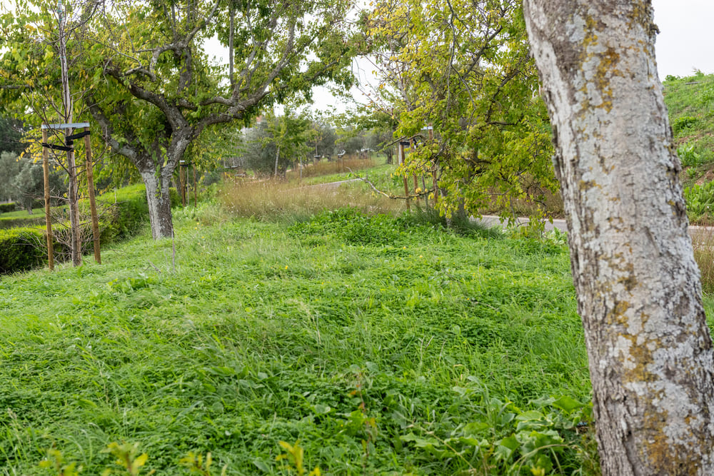 Foram reforçadas as plantações, que incluíram 505 árvores maioritariamente autóctones 3.700 arbustos, e plantados 3,5 ha de sementeira de prado biodiverso