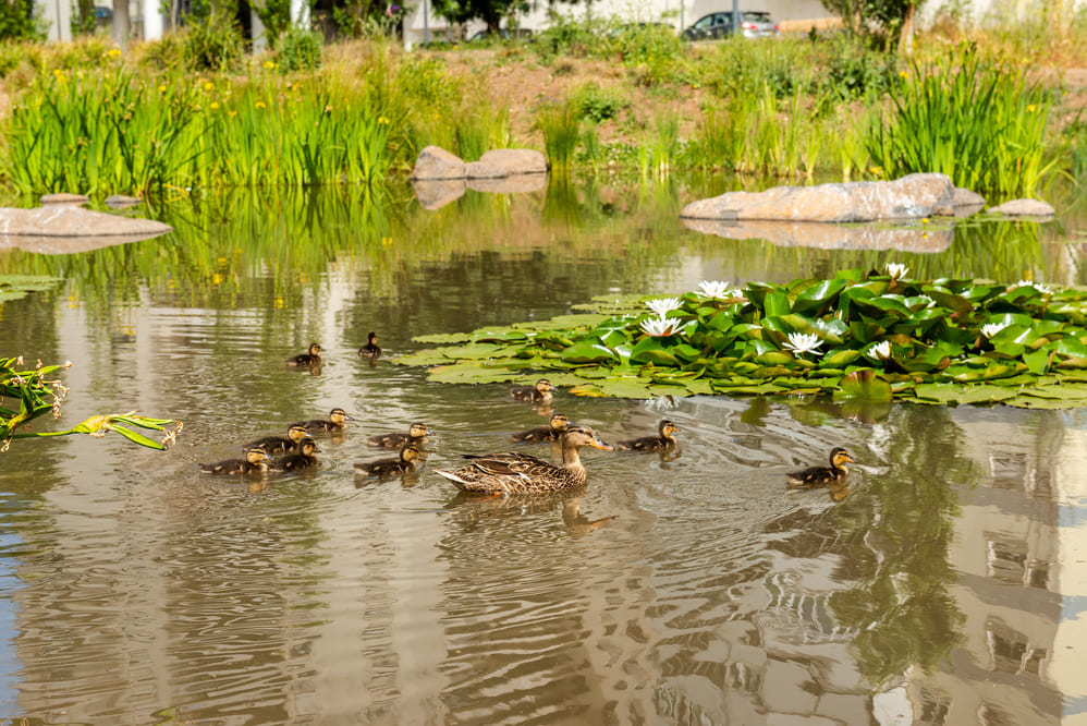 Câmara recebeu o Prémio Verde 2023 com o projeto: "Retomar o caminho natural da água: o contributo do Parque Urbano Gonçalo Ribeiro Telles"