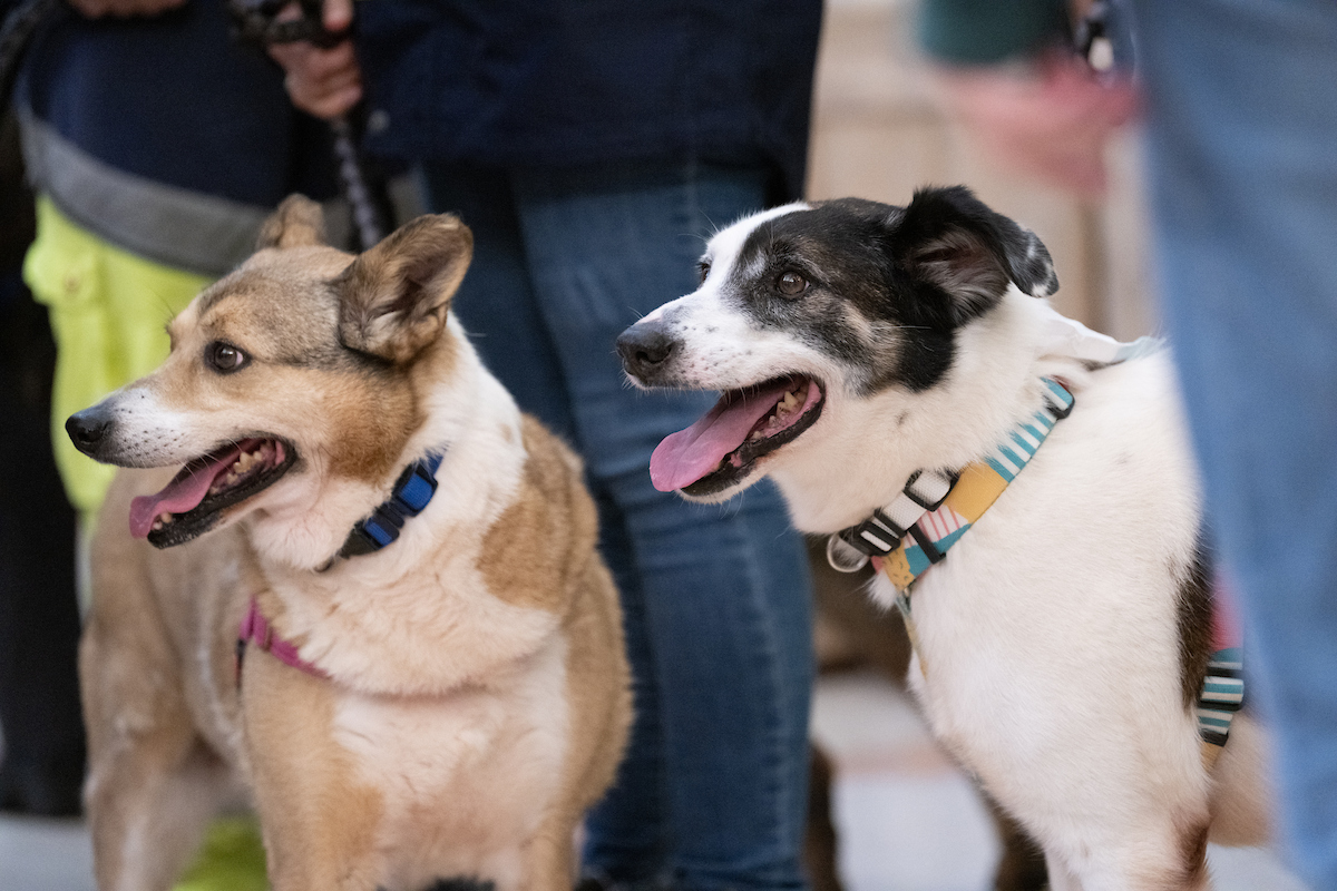 “Adote um Rafeiro com Raça”, uma iniciativa que visa promover a adoção responsável de cães e gatos, com especial enfoque nos animais sem raça definida