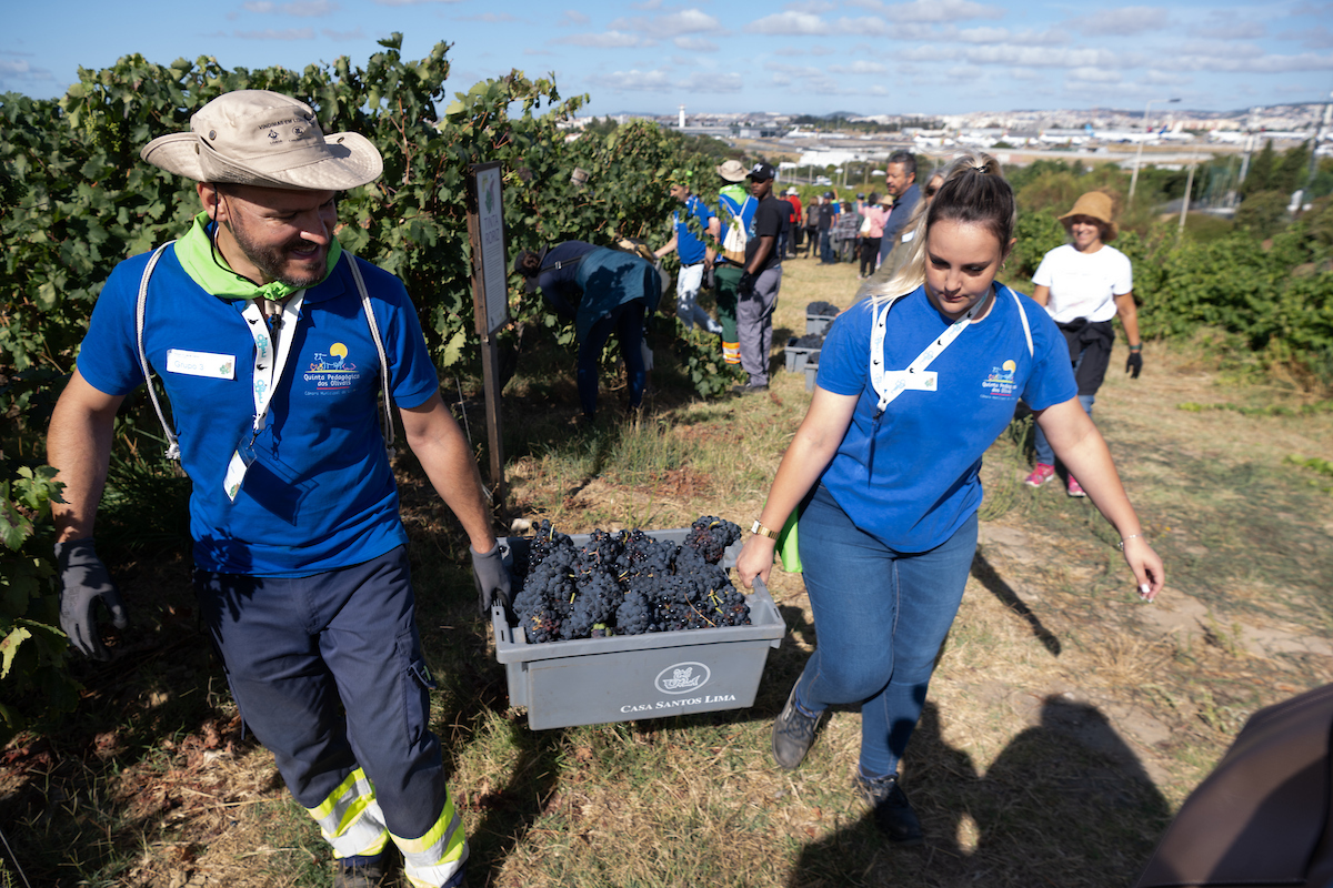 Começou a vindima 2025 no Parque Vinícola de Lisboa