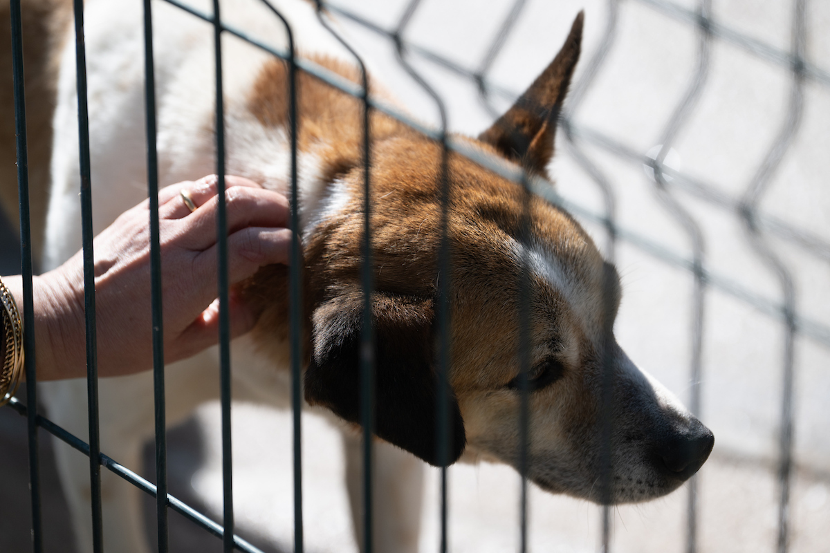 O Street Vet - Vet na Rua integra uma equipa multidisciplinar composta por assistente social e médico-veterinário