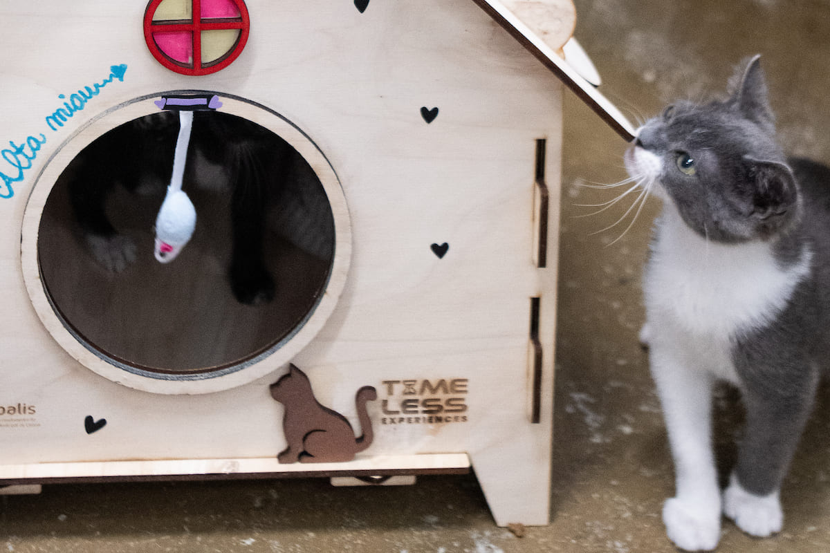 Os 12 abrigos destinam-se à melhoria das condições de bem-estar dos animais alojados na Casa dos Animais de Lisboa