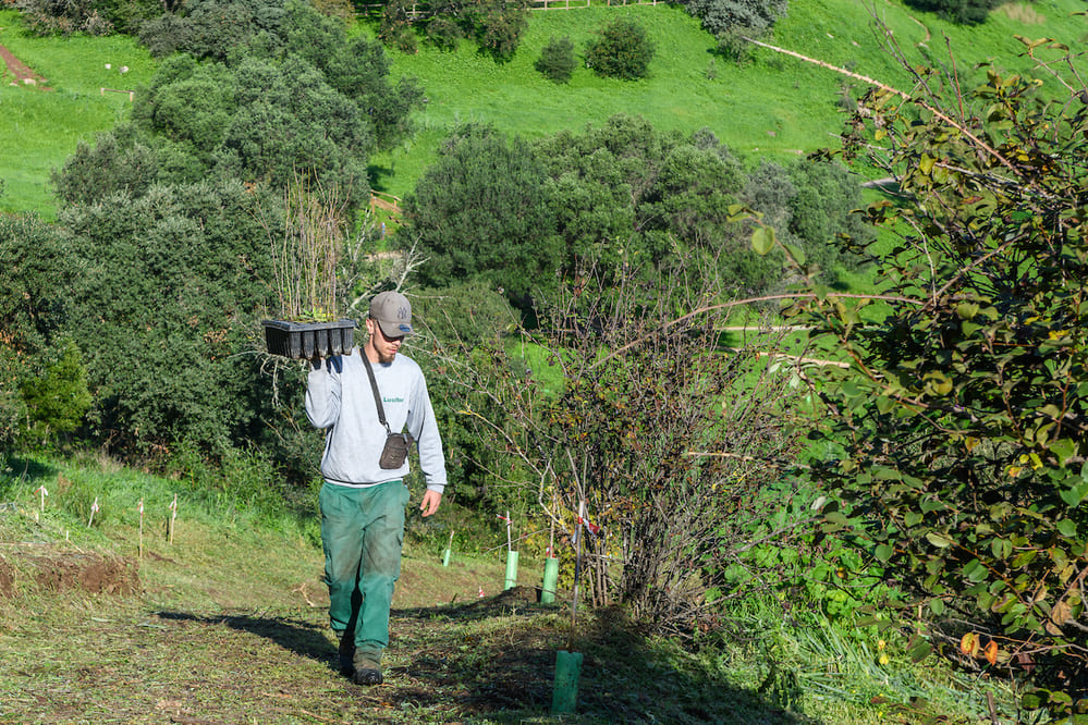 Plantação de Árvores em Lisboa - Projeto Life Lungs