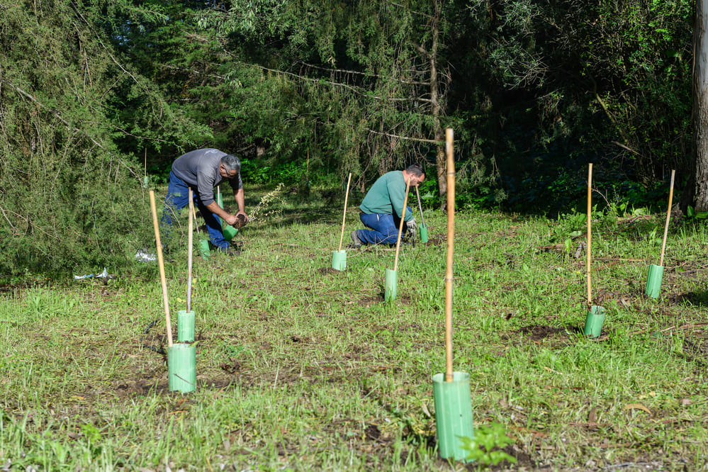 Plantação de Árvores em Lisboa - Projeto Life Lungs