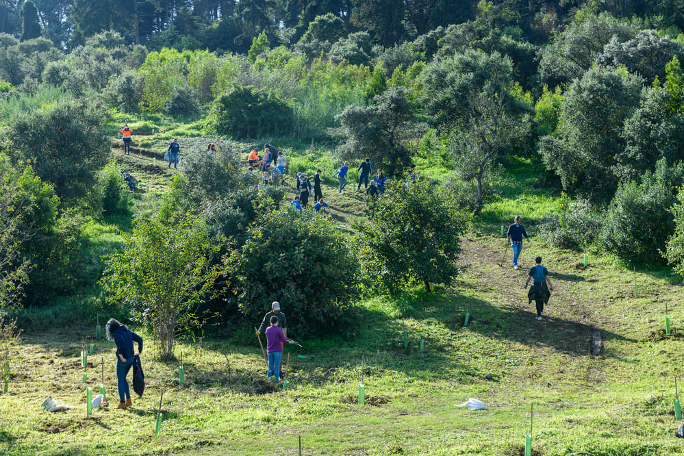 Plantação de Árvores em Lisboa - Projeto Life Lungs