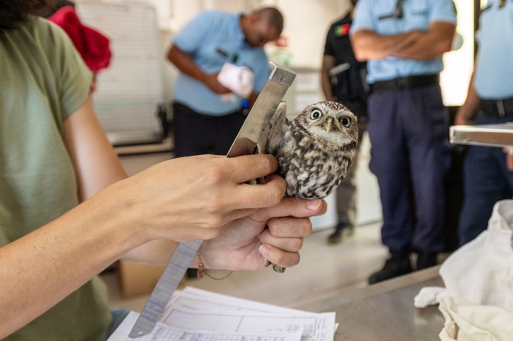 A cria foi tratada pela equipa do Centro de Recuperação de Animais Silvestres de Lisboa