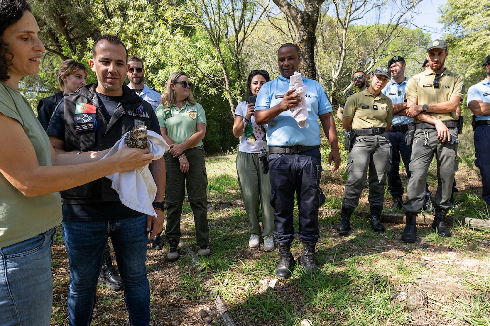 A libertação no Parque Florestal de Monsanto foi acompanhada por equipas equipas do SEPNA, BRIPA e ICNF, entidades parceiras no resgate e encaminhamento da fauna selvagem