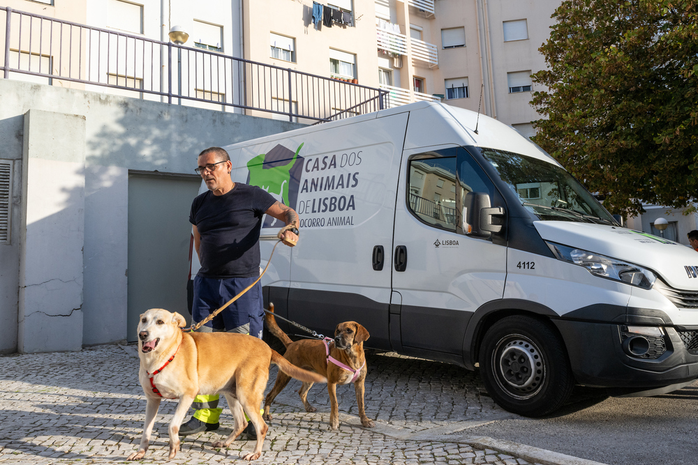 Os donativos alimentares recolhidos vão ser entregues às cuidadoras das colónias CED da cidade