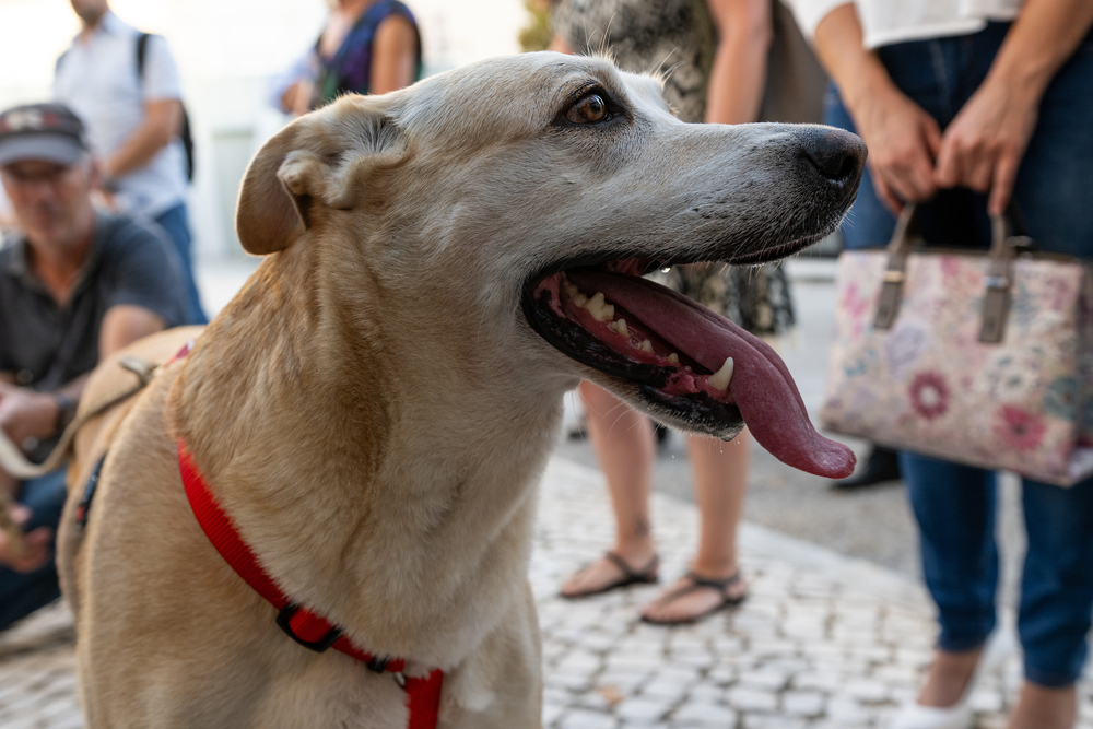 Lisboa tem uma rede de resposta alimentar para animais