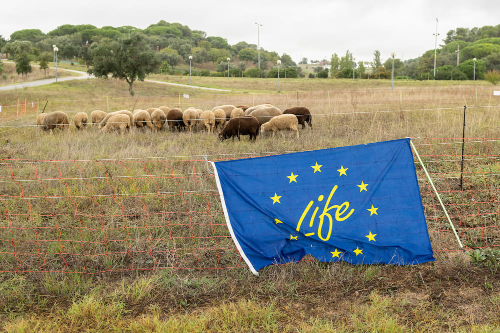 O projeto Life Lungs é liderado pela Câmara Municipal de Lisboa em parceria com o município de Málaga