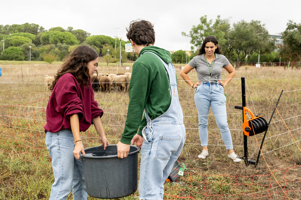 A cuidar do rebanho vão estar estudantes do Instituto Superior de Agronomia