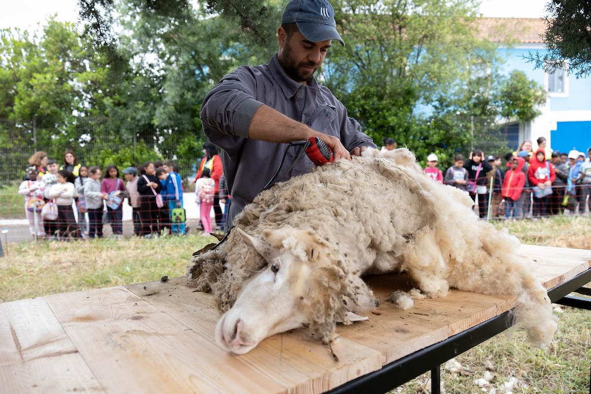 Tosquia de ovelhas numa manhã aberta às escolas locais - Parque da Bela Vista