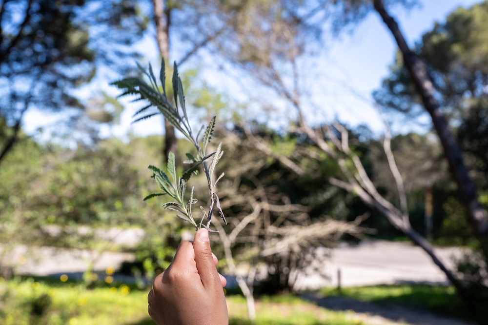 O Dia Internacional das Florestas em 2023 tem como lema “Restauração florestal: um caminho para a recuperação e o bem-estar”