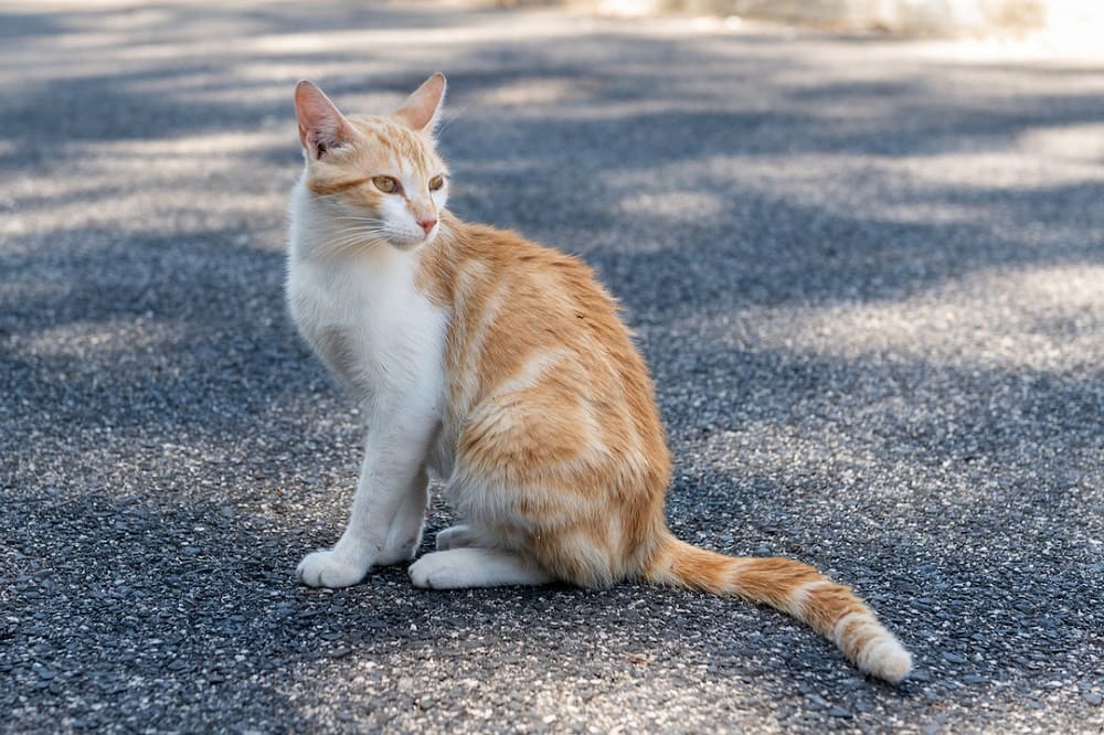 Câmara apoia cuidados a animais domésticos e de companhia, de pessoas em situação de vulnerabilidade social