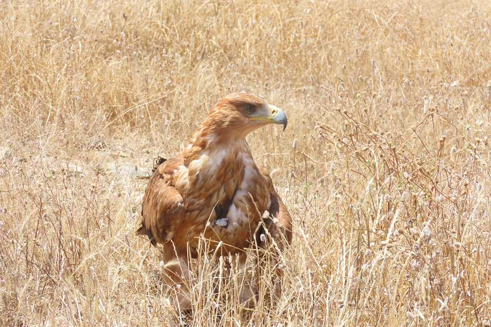 Libertação de Águia-Imperial-Ibérica