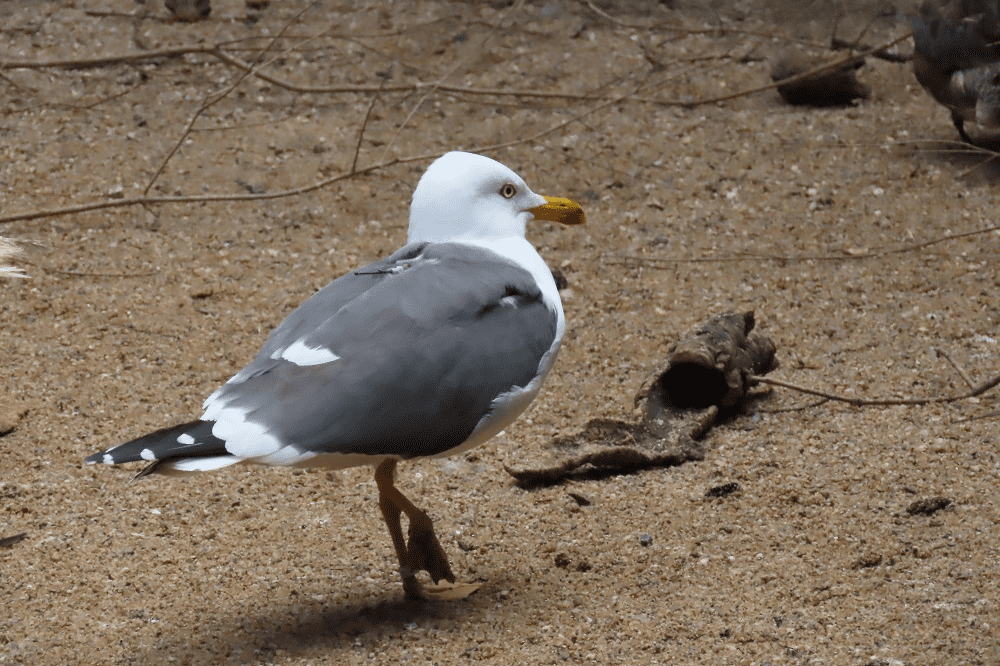 Esta gaivota-d'asa-escura deu entrada no CRAS com sinais de intoxicação, foi libertada em março, e viajou para norte, tendo-se estabelecido na Escócia