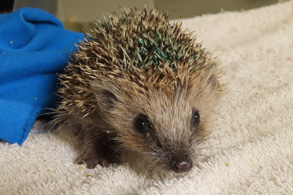 LxCRAS recuperou este ano mais de 50 ouriços-cacheiros