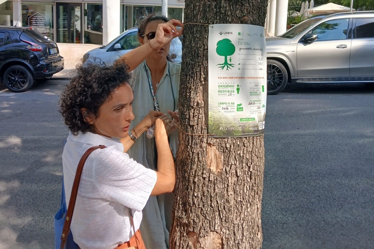 A primeira etiqueta foi colocada numa Jacaranda mimosifolia, na Avenida 5 de Outubro