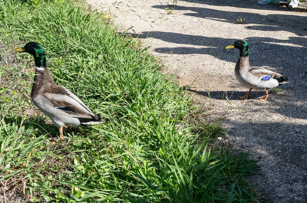 Libertação de dois patos-reais recuperados no CRAS