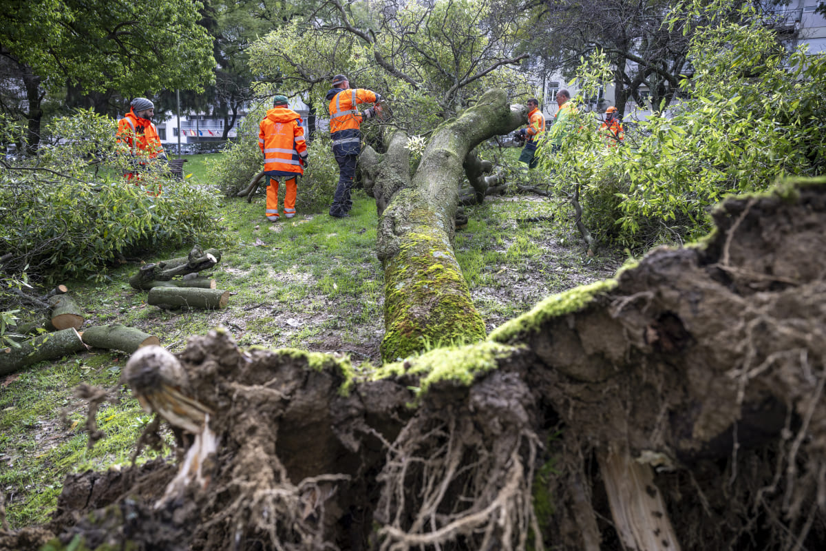 Depressão Leonardo provocou cerca de 90 ocorrências relacionadas com a queda de árvores