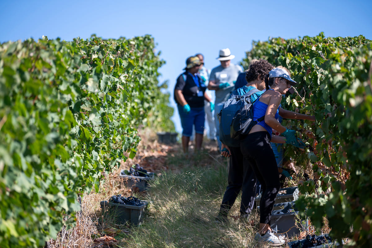 Lisboetas participam na vindima urbana para o vinho "Corvos de Lisboa"