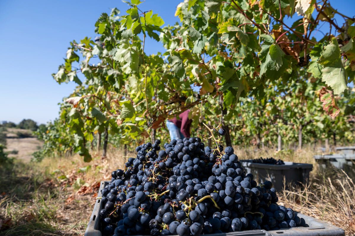 Este ano está prevista a produção de dois vinhos: um branco da casta Arinto e um tinto das castas Touriga Nacional e Tinta Roriz