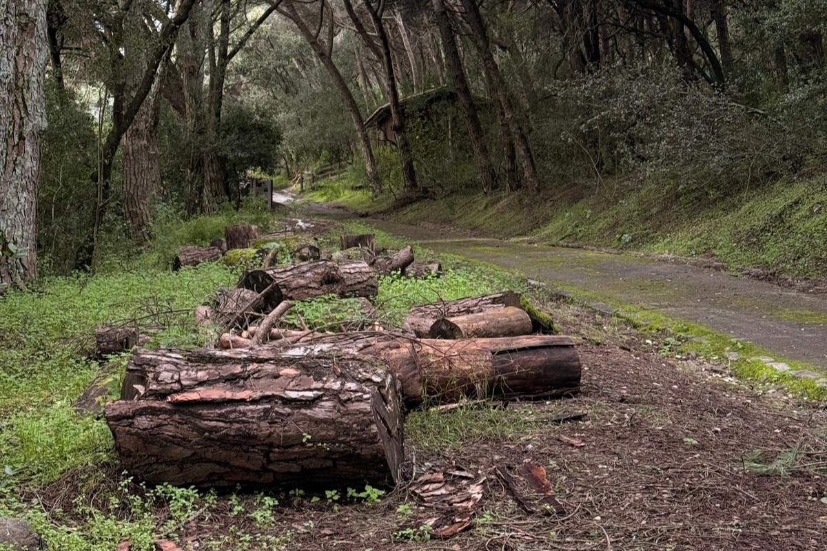 Câmara de Lisboa vai disponibilizar lenha gratuita